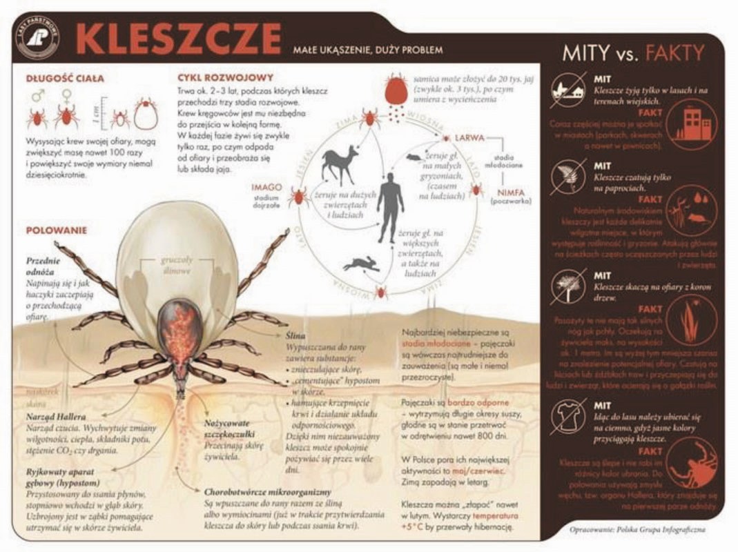 kleszcze 02b